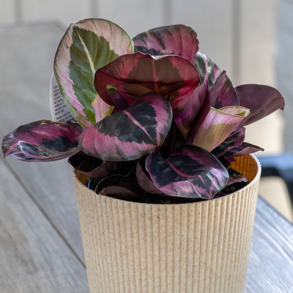 Calathea Red Mojo - 13cm Pot