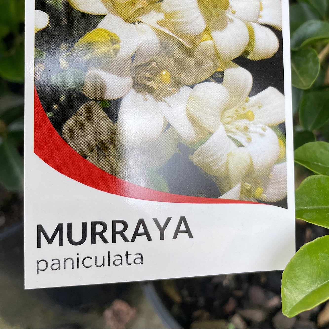Murraya Paniculata - 20cm Pot