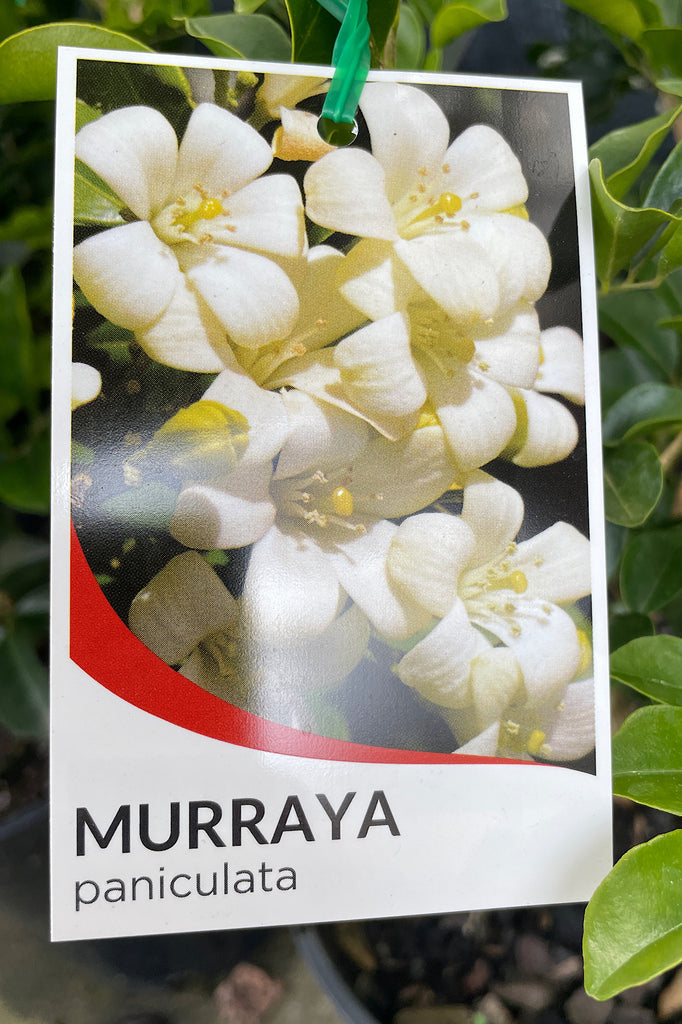 Murraya Paniculata - 20cm Pot