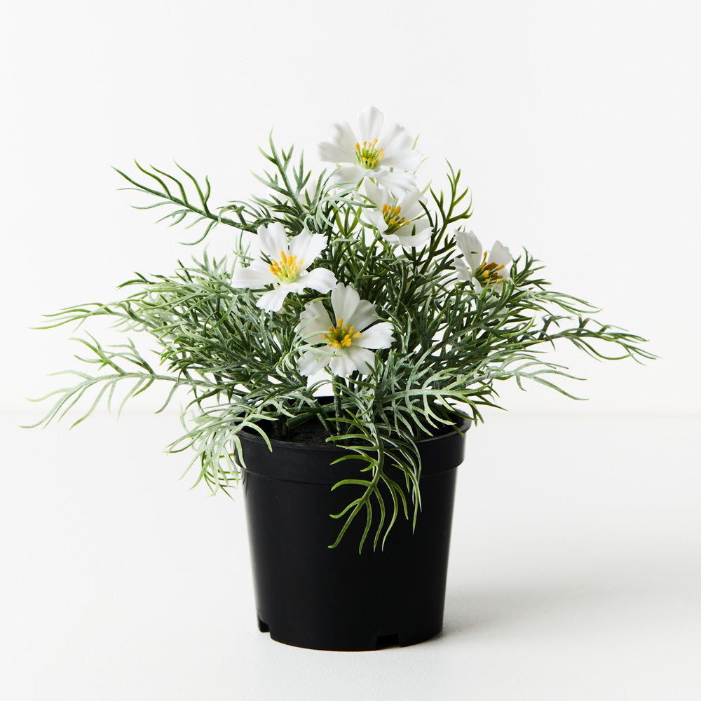 Cosmos Bush in Pot - White