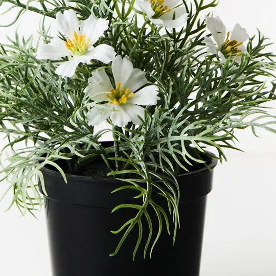 Cosmos Bush in Pot - White