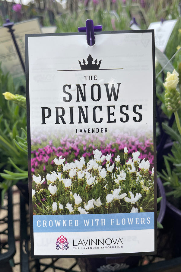 Lavinnova The Snow Princess - 14cm Pot