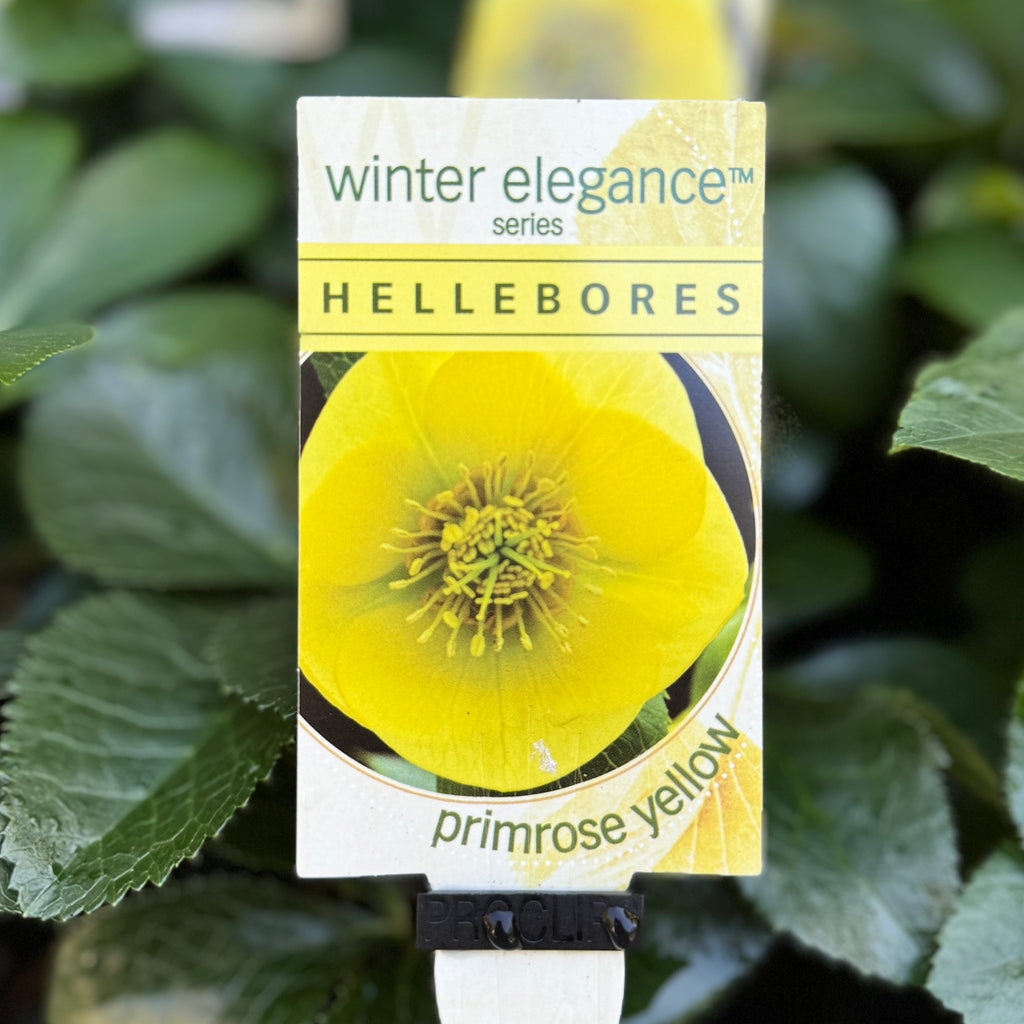 Helleborus Primrose Yellow - 14cm Pot