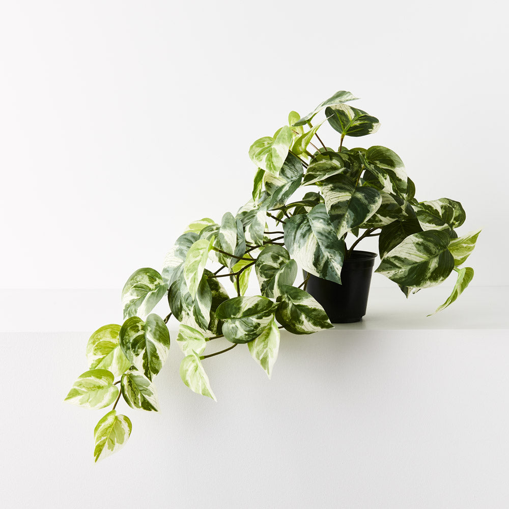 Pothos Hanging Bush in Pot Variegated - 48cm