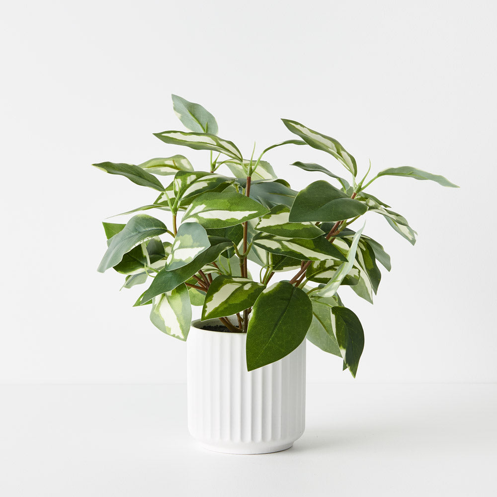 Pothos in Pot White - 30cm