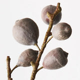 Fig Spray Coffee - 68cm