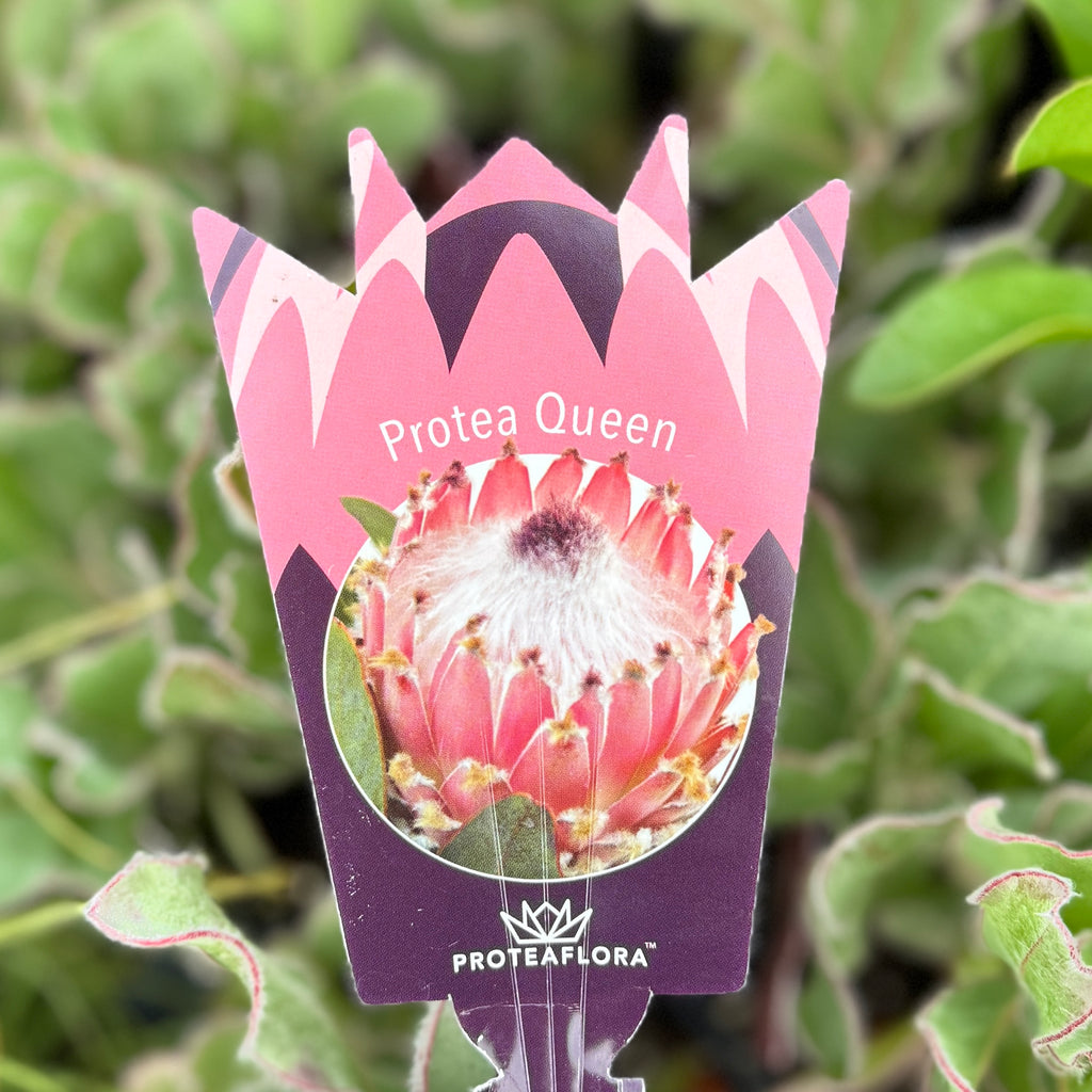 Protea Queen - 14cm Pot