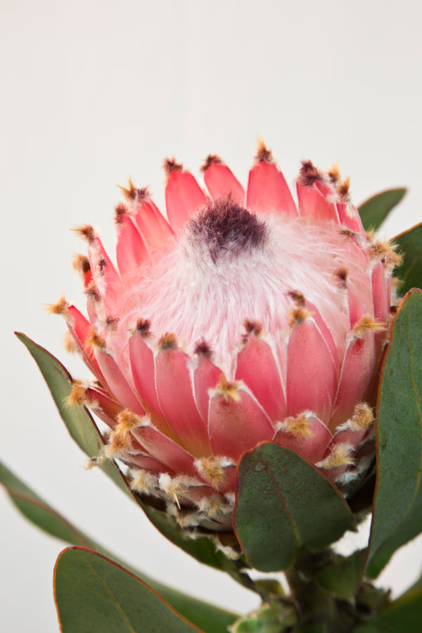 Protea Queen - 14cm Pot