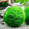 Marimo Moss Ball