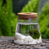 Marimo Moss Ball - In Glass Vase With Lid