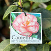 Camellia Betty Sheffield Supreme - 20cm Pot