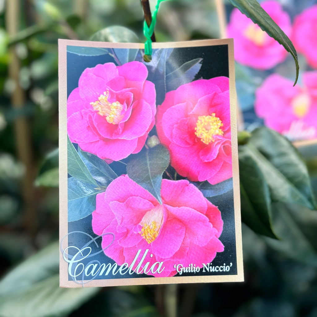 Camellia Guilio Nuccio - 20cm Pot