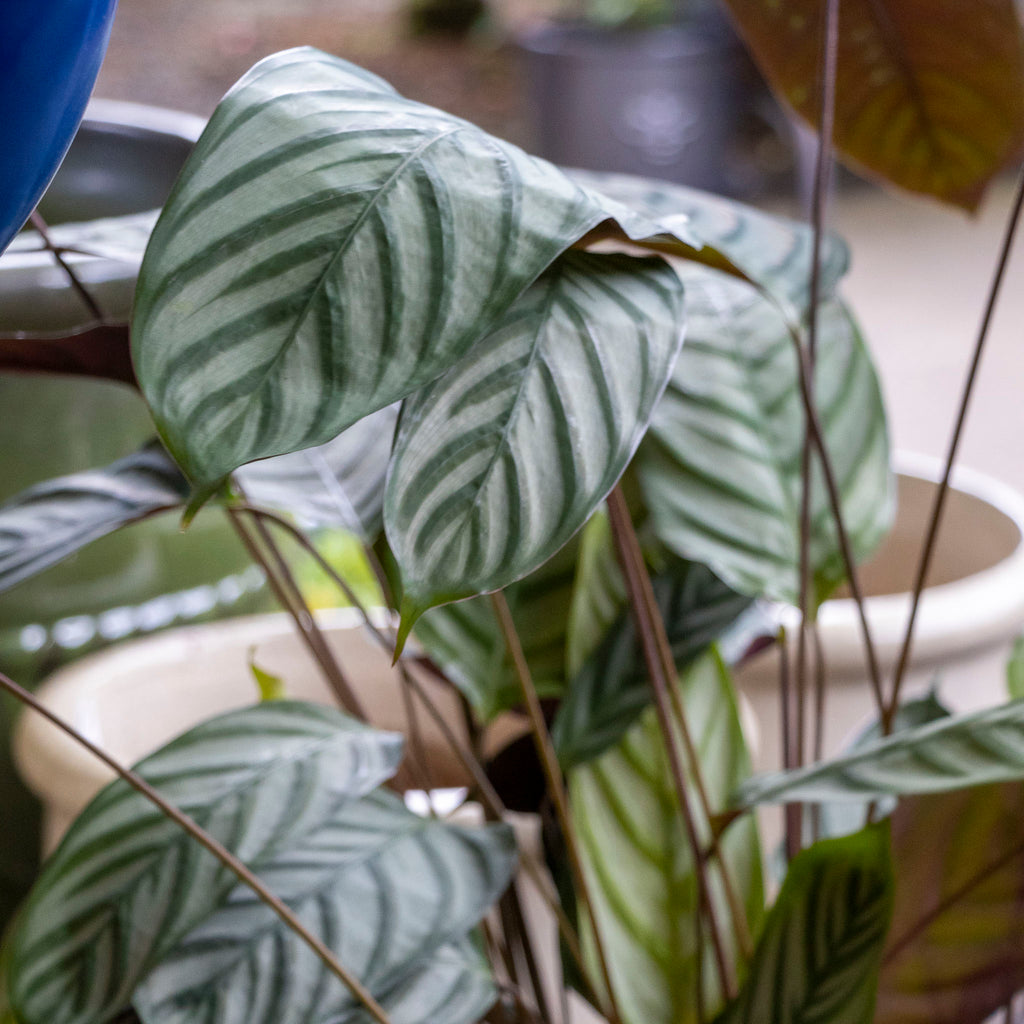 Calathea Exotica - 25cm Pot