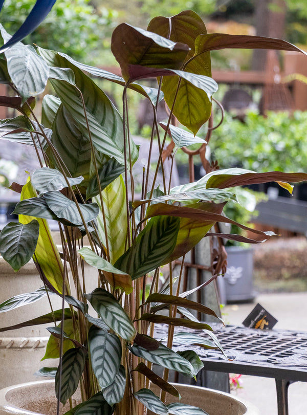 Calathea Exotica - 25cm Pot