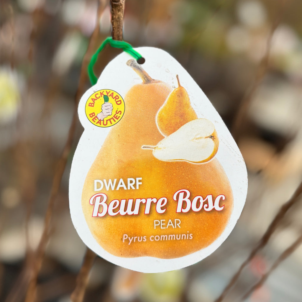 Pear Beurre Bosc Dwarf