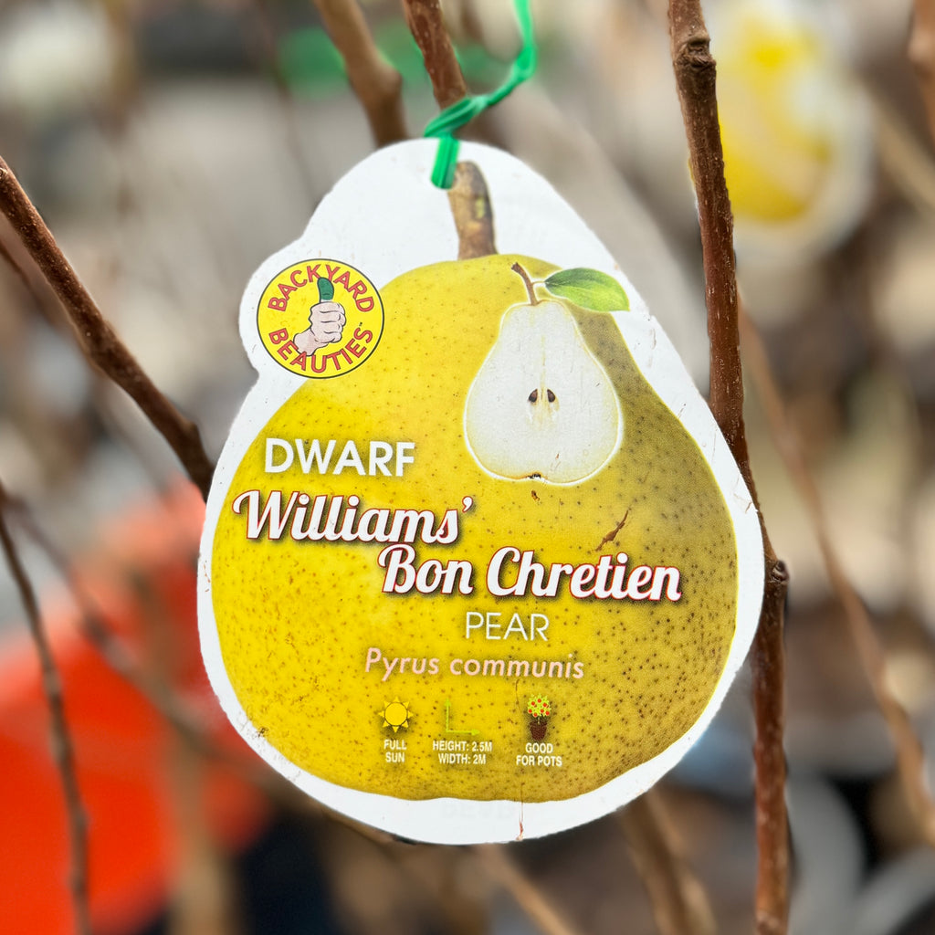 Pear Williams Bon Chretien Dwarf