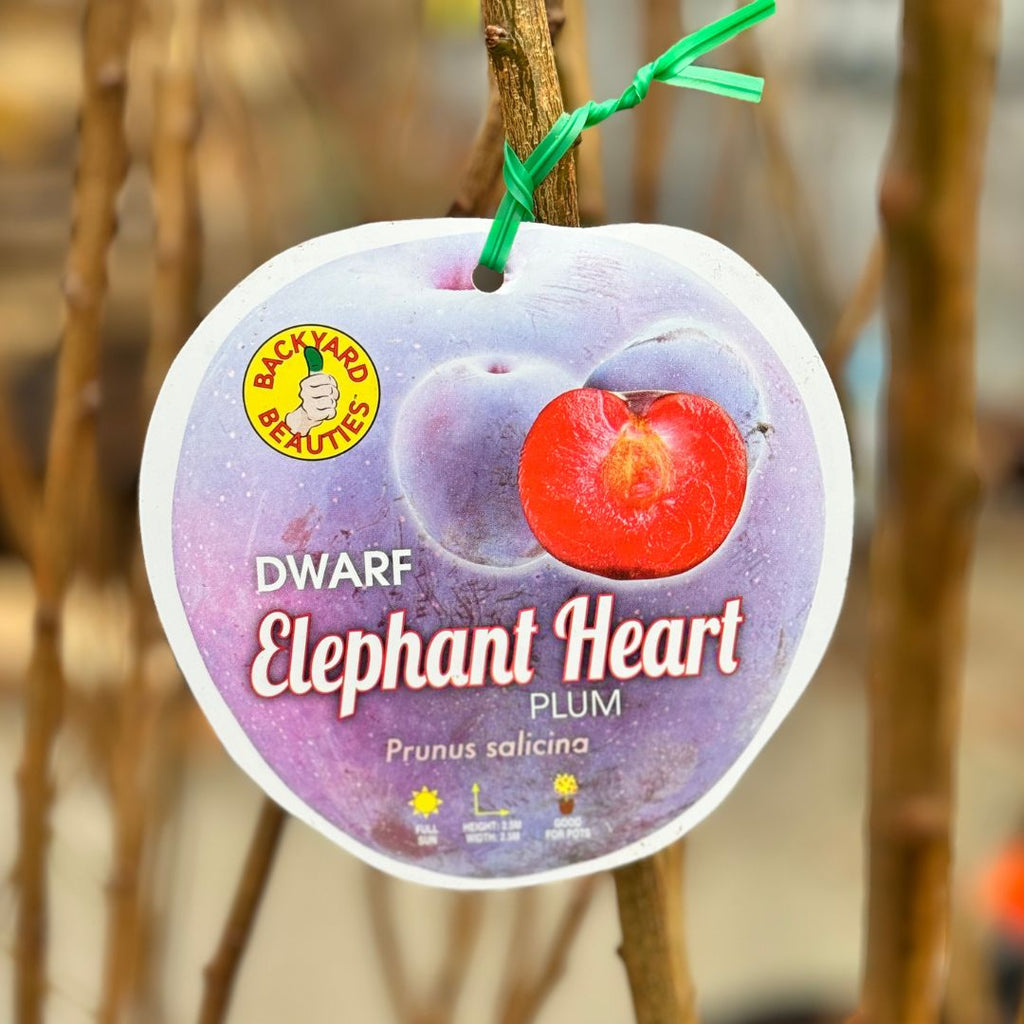 Plum Elephant Heart Dwarf