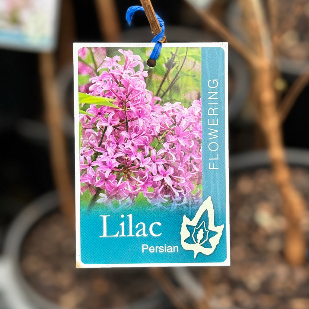 Lilac Persica