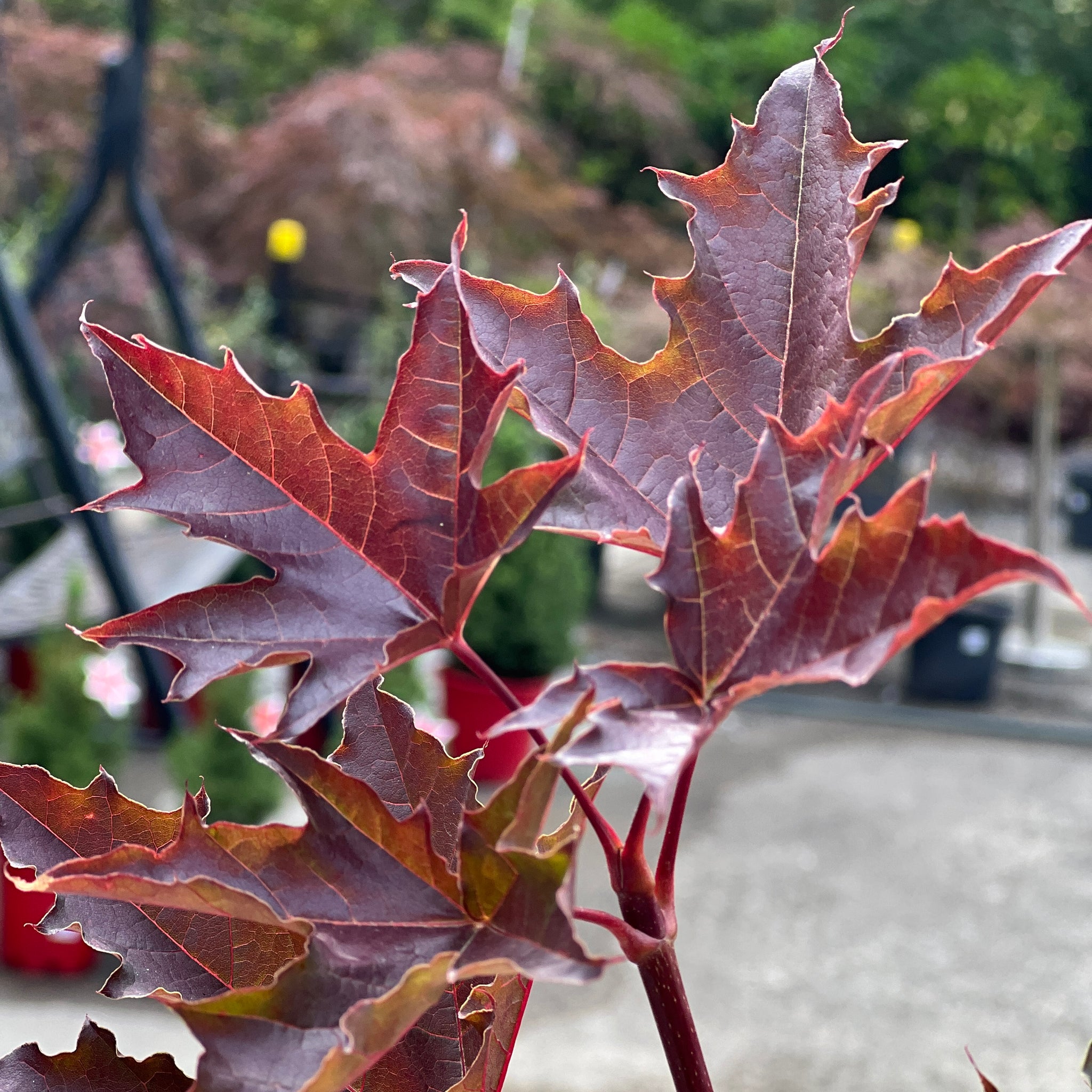 Acer Crimson Sentry Size 1