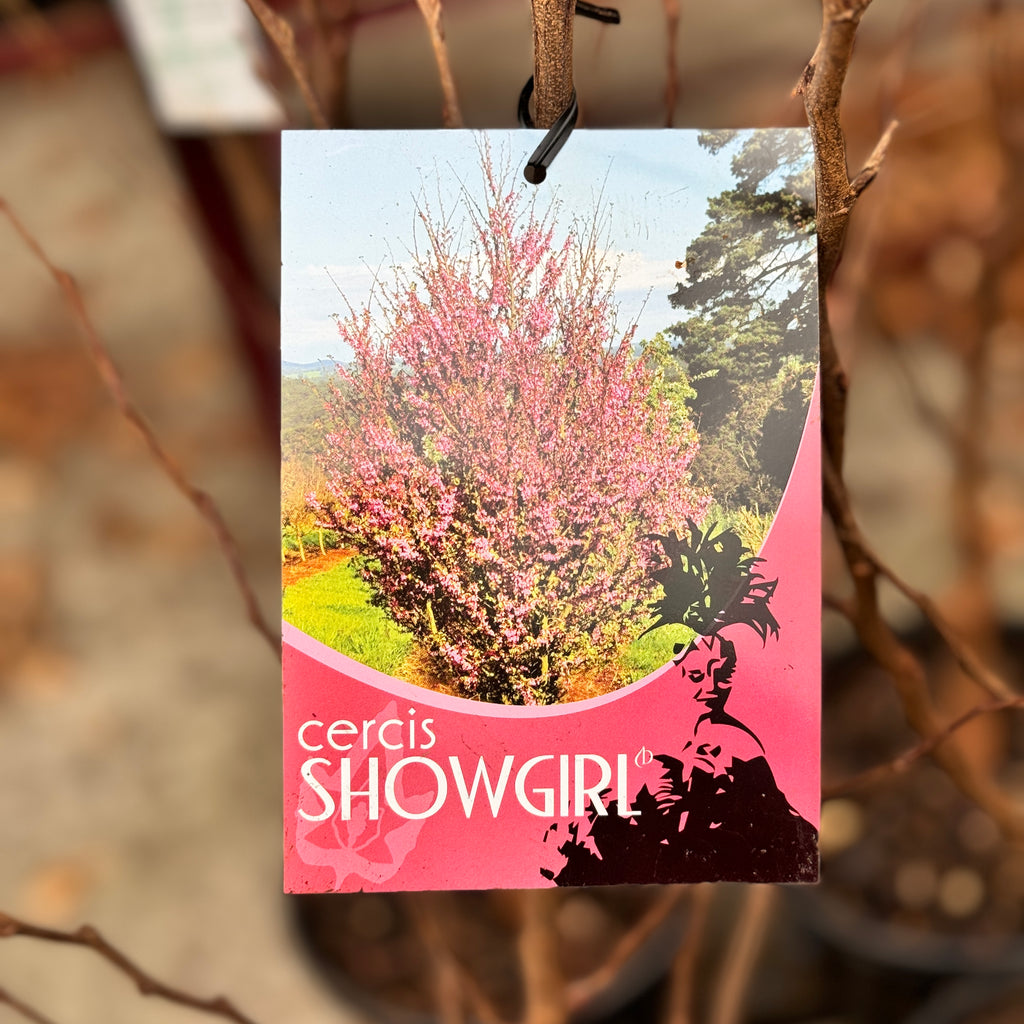 Cercis Showgirl Size 1