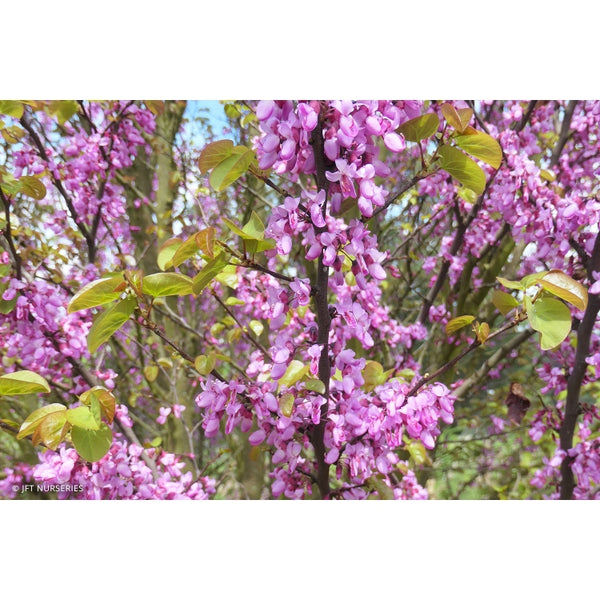 Cercis Showgirl Size 1