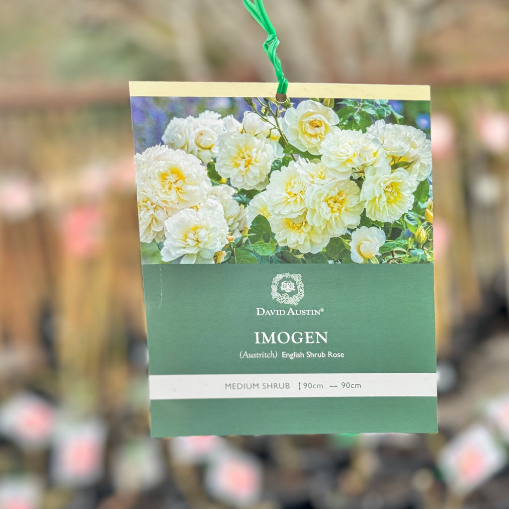 David Austin Rose Imogen - 20cm Pot