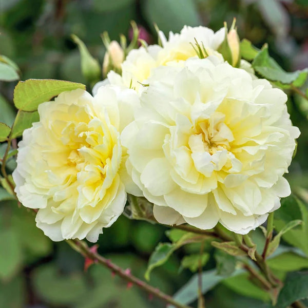 Bush Rose Imogen - 20cm Pot