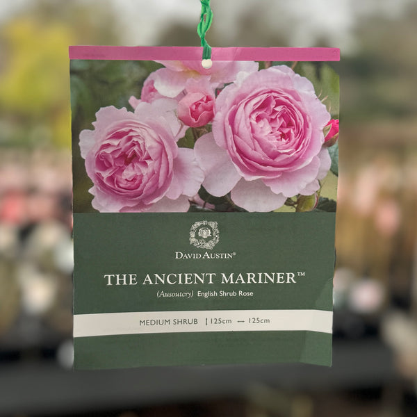 David Austin Rose The Ancient Mariner - 20cm Pot