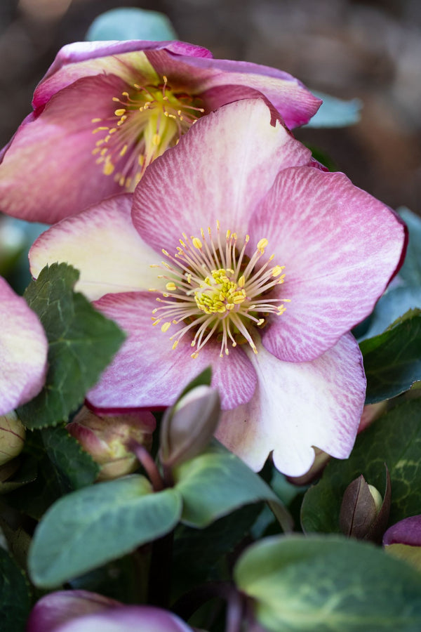 Hellebore Magico - 18cm Pot