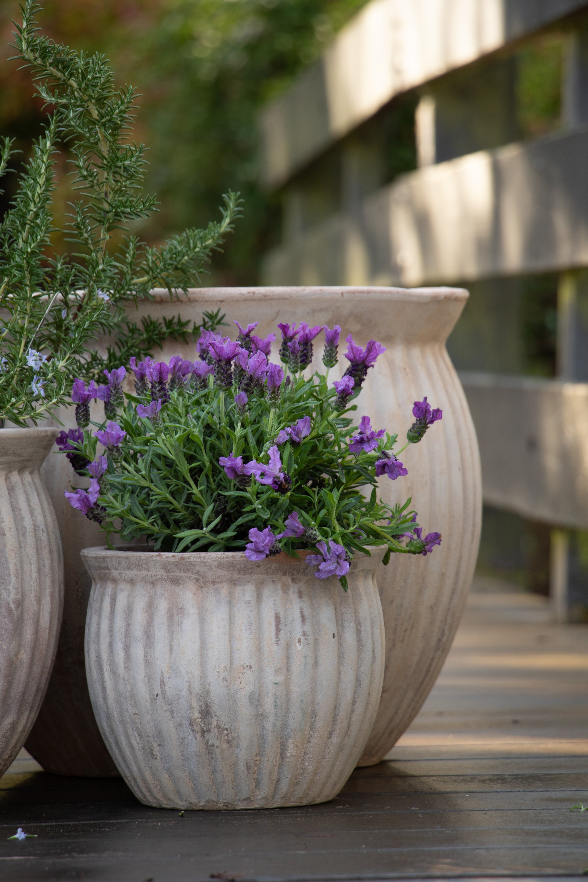 Palermo Threads Belly Pot