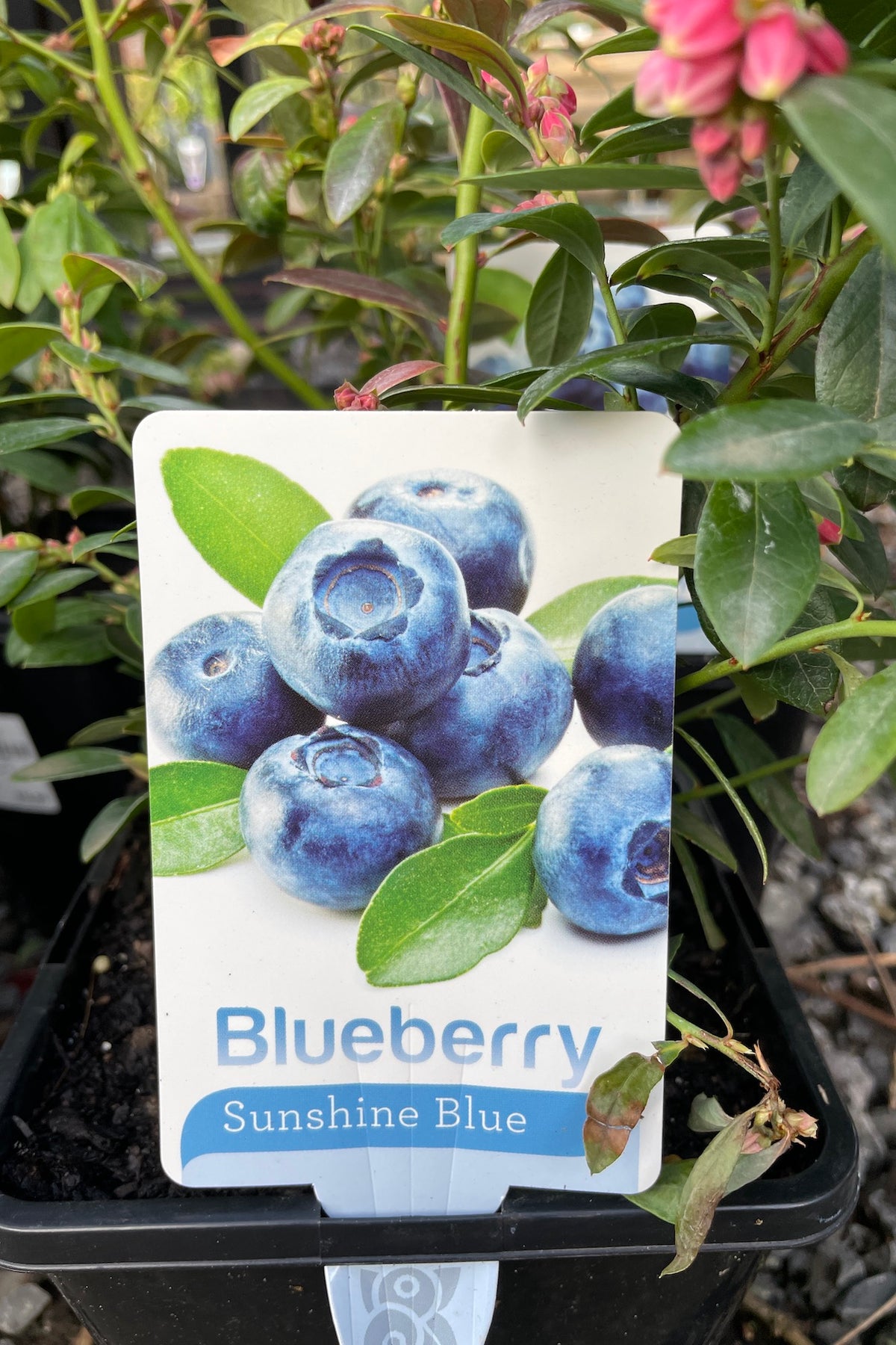 Blueberry Sunshine Blue - 20cm Pot