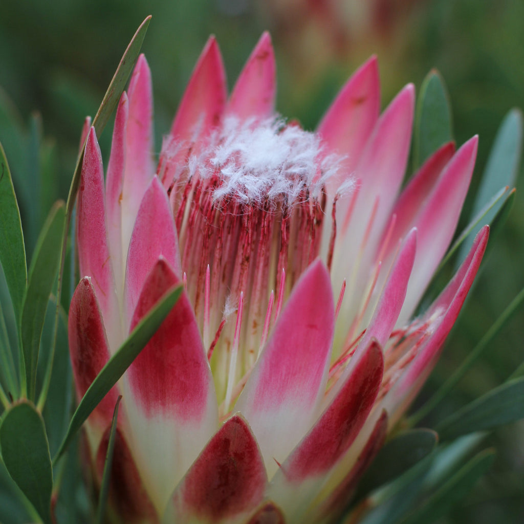 Protea Ruby Blush - 14cm Pot