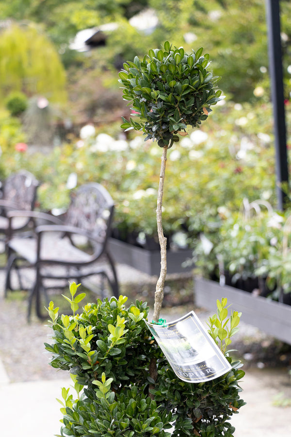 Buxus Cloud - 33cm Pot