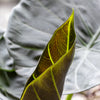 Alocasia Regal Shield - 25cm Pot