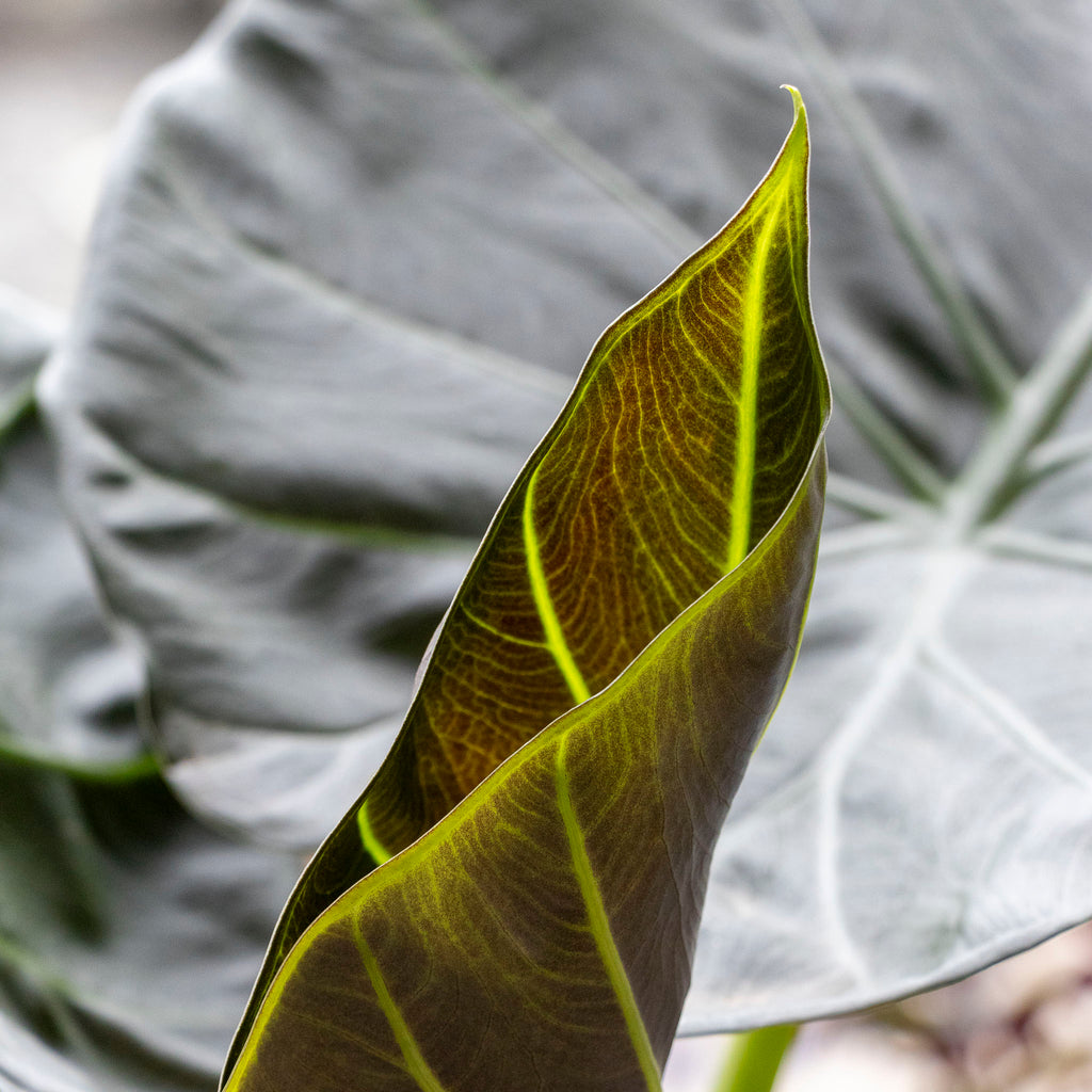 Alocasia Regal Shield - 25cm Pot