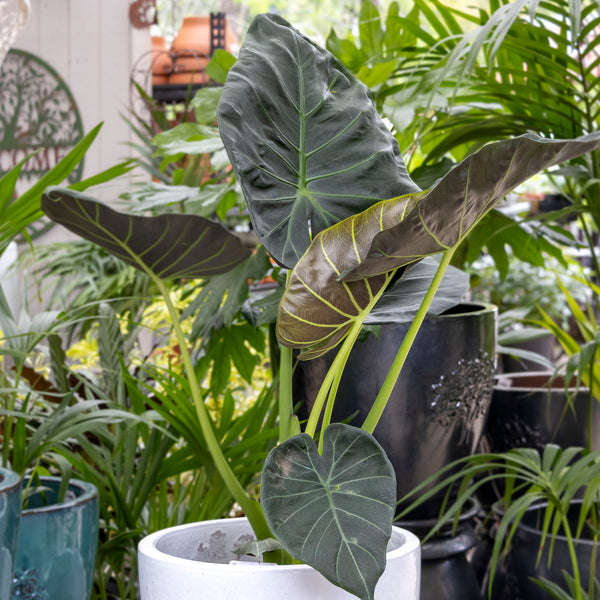 Alocasia Regal Shield - 25cm Pot