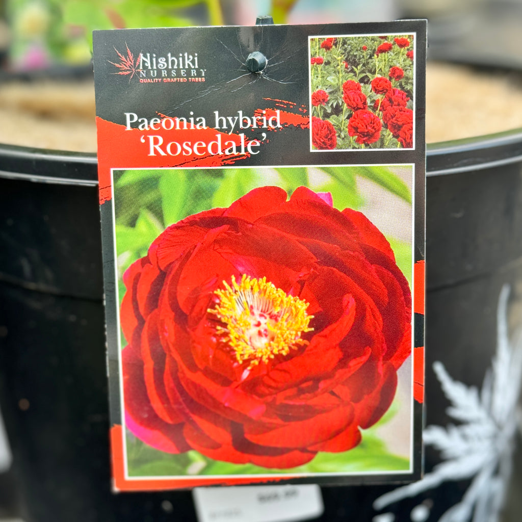 Paeonia Rosedale - 25cm Pot