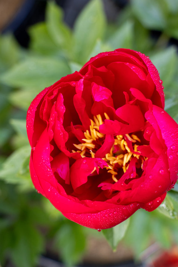 Paeonia Rosedale - 25cm Pot