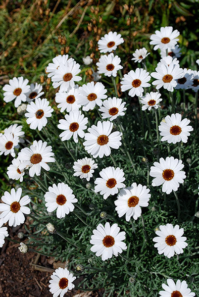 Rhodanthemum African Eyes - 14cm Pot