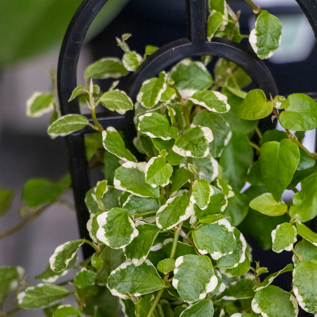 Ficus Pumila Ice Caps - 13cm Pot