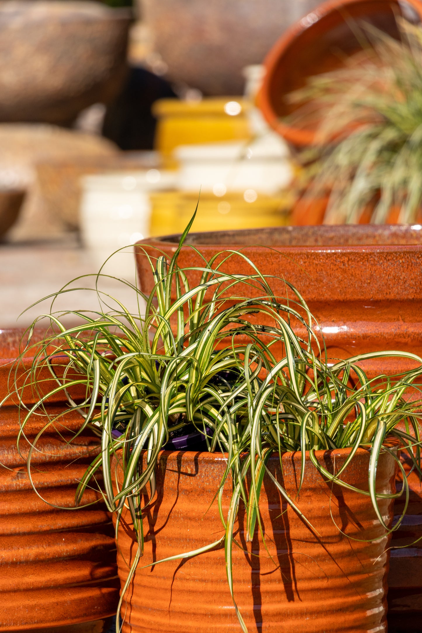 Carex Moon Falls - 14cm Pot