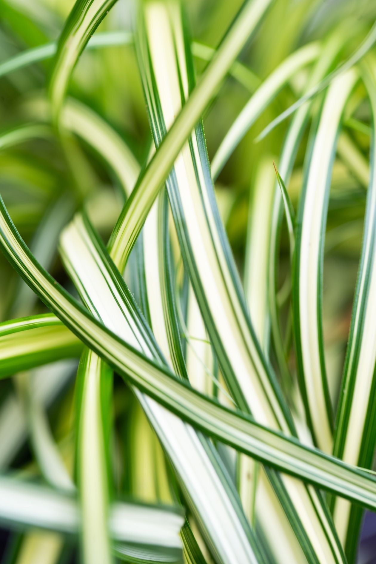 Carex Moon Falls - 14cm Pot