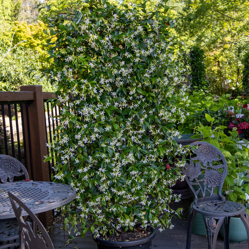 Espaliered Star Jasmine - 40cm Pot