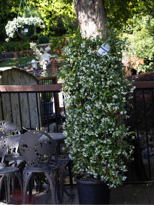 Espaliered Star Jasmine - 40cm Pot