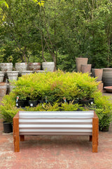 Peter Planter M