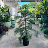 Wollemi Pine - 20cm Pot