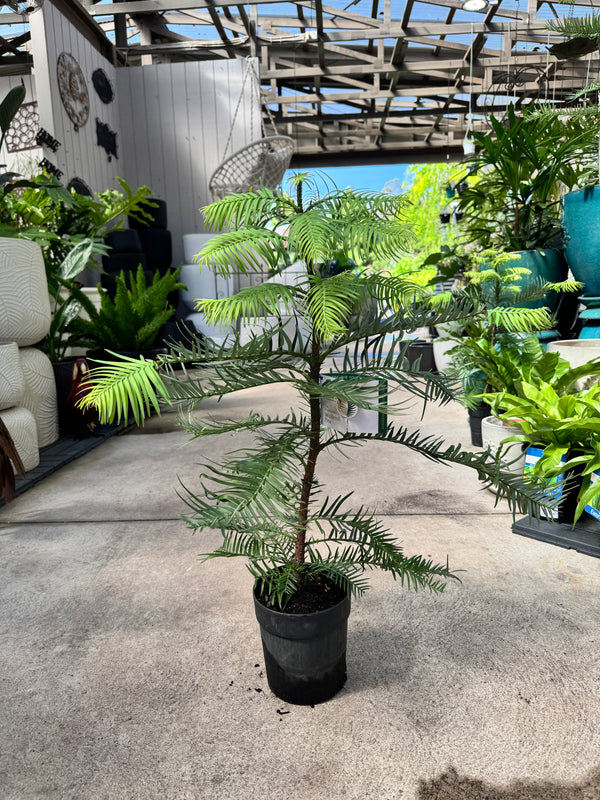 Wollemi Pine - 15cm Pot