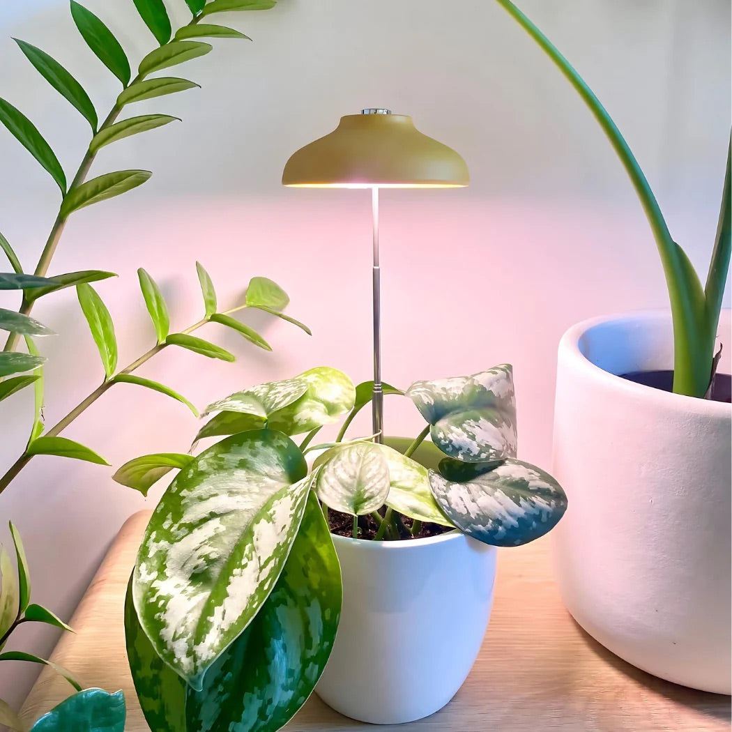 We The Wild Instant Sun Grow Lamp