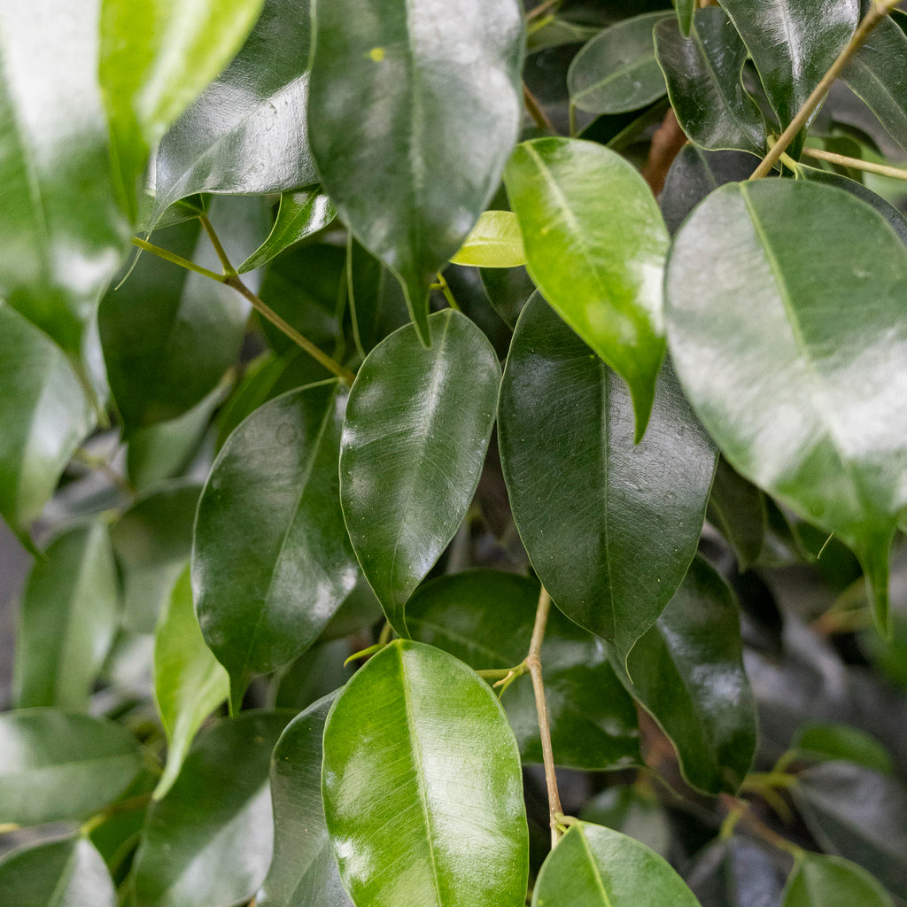 Ficus Midnight Beauty - 18cm Pot