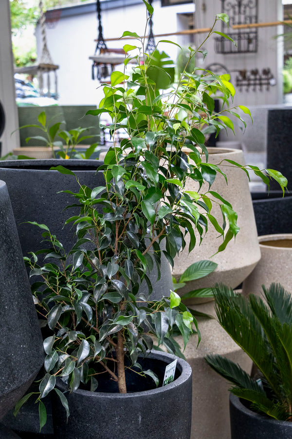 Ficus Midnight Beauty - 18cm Pot